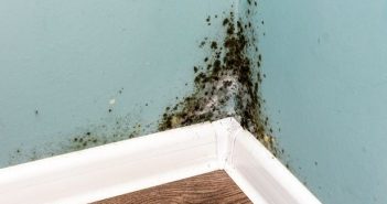 Black mould will become a more common sight in households in winter