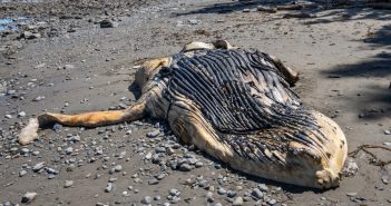 stranded blue whale on beach