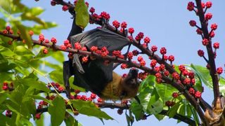 a fruit bat down hanging from a fruit tree branch covered with small red berries