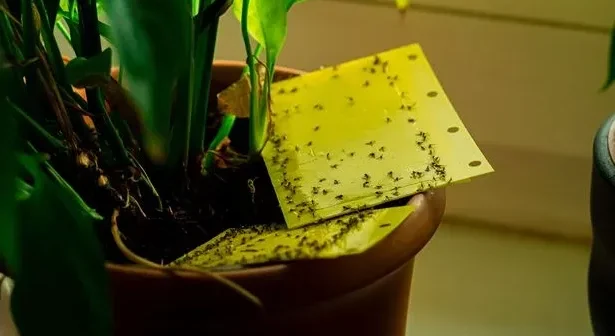 Stock photo of fungus gnats on a yellow sticky trap. [Picture credit: Alamy/PA].