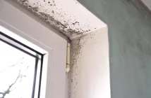 Damp and mould in homes were branded a 'disgrace'