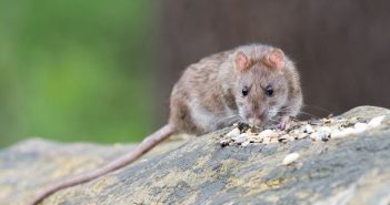 It can be difficult keeping rats out of your garden