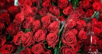 limate change is threateClimate change is threatening the traditional gift of roses that lovers exchange on Valentine's Day, campaigners have warnedning the traditional gift of roses that lovers exchange on Valentine's Day, campaigners have warned