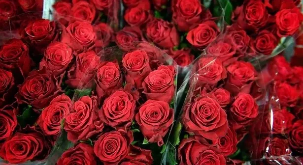 limate change is threateClimate change is threatening the traditional gift of roses that lovers exchange on Valentine's Day, campaigners have warnedning the traditional gift of roses that lovers exchange on Valentine's Day, campaigners have warned