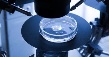 IVF petri dish