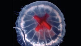 A photograph looking down on the newfound jellyfish species; cloudy, white bell with a red center that is shaped like a cross