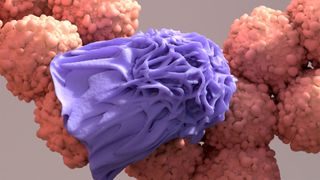 A macrophage, a type of immune cell, depicted in purple devouring a light pink cancer cell