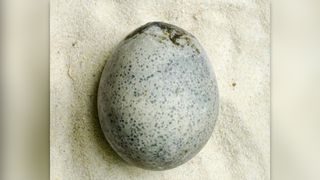 1,700-year-old spotted chicken egg.